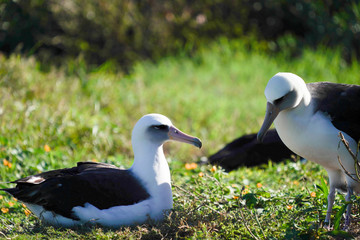 Albatross mating, nesting, and in flight the Peace and Grace of the Albatross gliding above deep blue seas and in cloudy blue skies large wing spans perfect portrait of calm, grace, peace