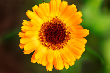 Close up view of Yellow zinnia flowers in the summer garden.