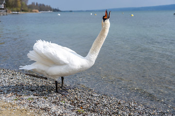 White swan in water scene