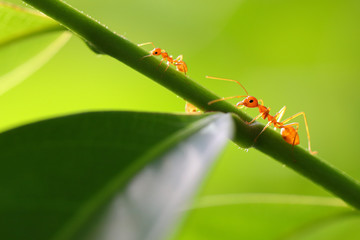 Small ants (Oecophylla smaragdina) climbing on branches.