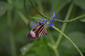 Schmetterling