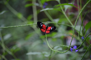 Schmetterling