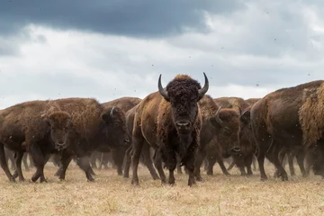 Printed roller blinds Bison bison