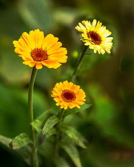 Yellow zinnia Flowers in the garden on a green blurry background