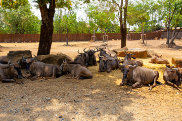 group of horned bulls lying in a safari park