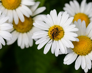 Obraz premium Firefly Togetherness on a Wild Daisy