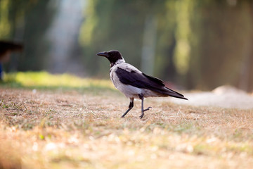 Black crow on green grass. Crow is a large perching bird with mostly glossy black plumage.
