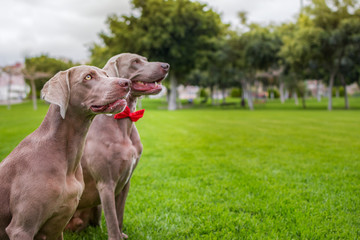 Two purebred weimaraner dogs, very elegant, sitting on the grass of nature.