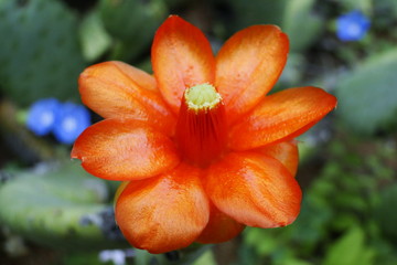 Flor da Caatinga