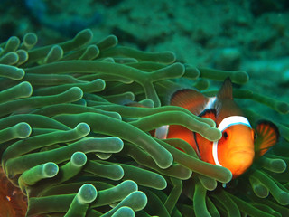Closeup and macro shot of Western Clownfish or Anemonefish during leisure dive in Tunku Abdul...