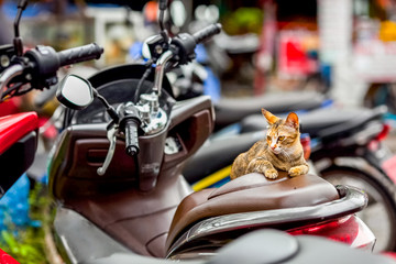Cat on the motorbike parked in the street