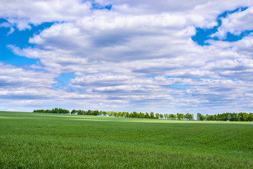 picturesque view of trees growing on green field with white fluffy clouds on blue sky at sunny day