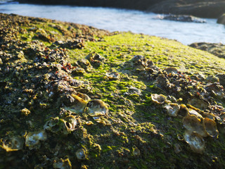 Rocks by the sea, with the remains of shells, shells and green moss on top
