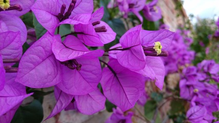 Bougainvillea purple flowers in the garden