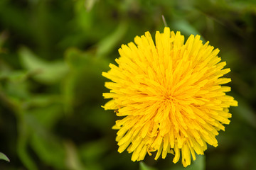 yellow dandelion flower on blurred green background, close-up   