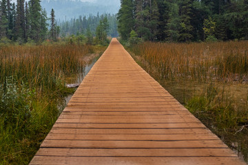 A brown boardwalk leading into the forest  with reeds flanking leads from Liard River Hot Springs, the background is hazy from the wildfire smoke, nobody in the image