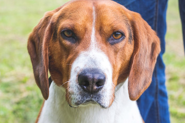 Dog breeds Estonian hound , close-up portrait_