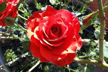 Rosa vermelha do Cap&atilde;o