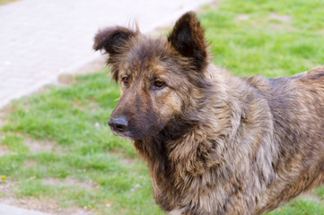 Fototapeta premium Big shaggy stray dog. Stray dog.