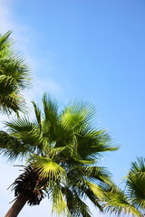 Obraz na płótnie Canvas Green palm trees against the blue sky on a Sunny day. Summer holiday.