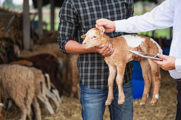 Veterinarian in medical gown and young man taking care about the baby goat standing indoors in the barn. Sheep breeder with veterinary in shed using digital tablet. Smart farm.