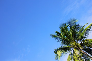 Fototapeta na wymiar Green palm tree against the blue sky on a Sunny day. Summer holiday. Copy space.