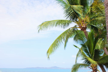 Fototapeta na wymiar Green palm tree against the blue sky on a Sunny day. Summer holiday. Copy space.