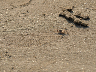 Wind crabs on the beach.