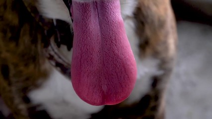 Thai dogs are tired and the tongue hangs because of hot weather.