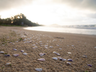 Many shells that are on the sand on the beach