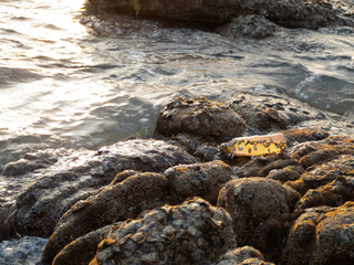 Plastic garbage bottles that have been dumped in the sea, have barnacles and are placed on rocks along the beach.