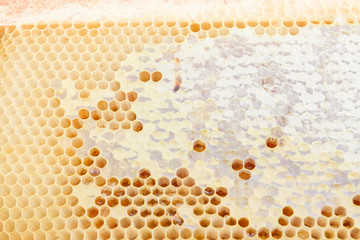 The yellow honeycombs from wax to honey to the bee houses