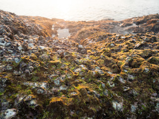 Rocks by the sea, with the remains of shells, shells and green moss on top