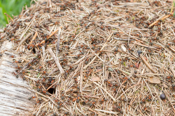 Anthill with lots of red-black ants in the forest
