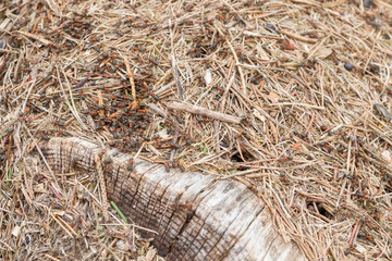 Anthill with lots of red-black ants in the forest