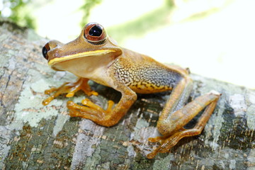 Perereca