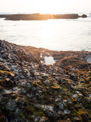 Rocks by the sea, with the remains of shells, shells and green moss on top