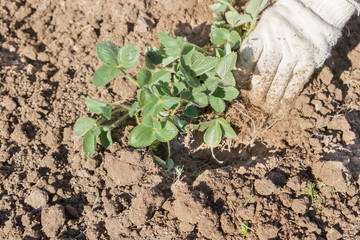 An elderly man transplants strawberries in the garden in the spring
