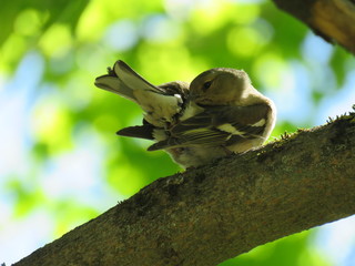 птенец воробья