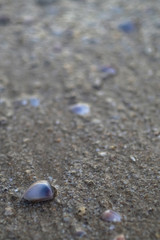 Fototapeta na wymiar Many shells that are on the sand on the beach