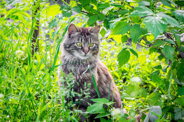 Naklejka na ściany i meble Gray fluffy cat in the garden among raspberry leaves_
