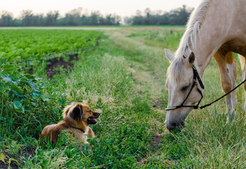 small red dog and beige horse on a farm field in the village