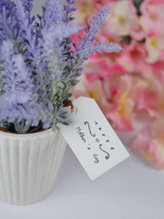 Purple lavender in white pots, greeting cards on Mother's Day Set on a white background and blurry flowers