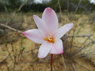 Flor da Caatinga