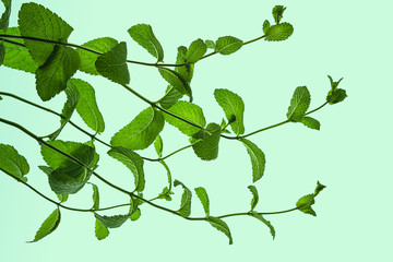 Fresh green mint leaves isolated on pastel blue green background. Flat lay, top view. Close up of peppermint.