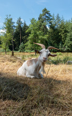 Ziege