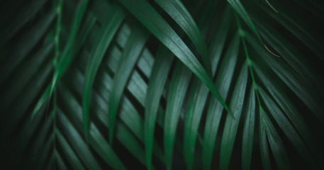 Deep dark green palm leaves pattern. Creative layout, toned image filter effect, long horizontal banner