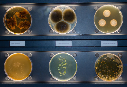 Fungus Penicillium olsonii, Penicillium expansum and Eurotium rubrum. .