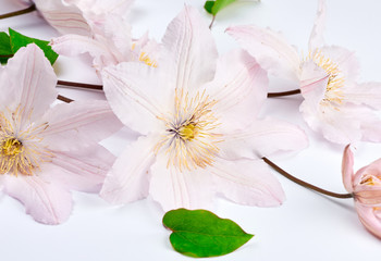 bouquet of pink clematis flowers on white background