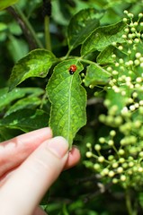 ladybug on a leaf